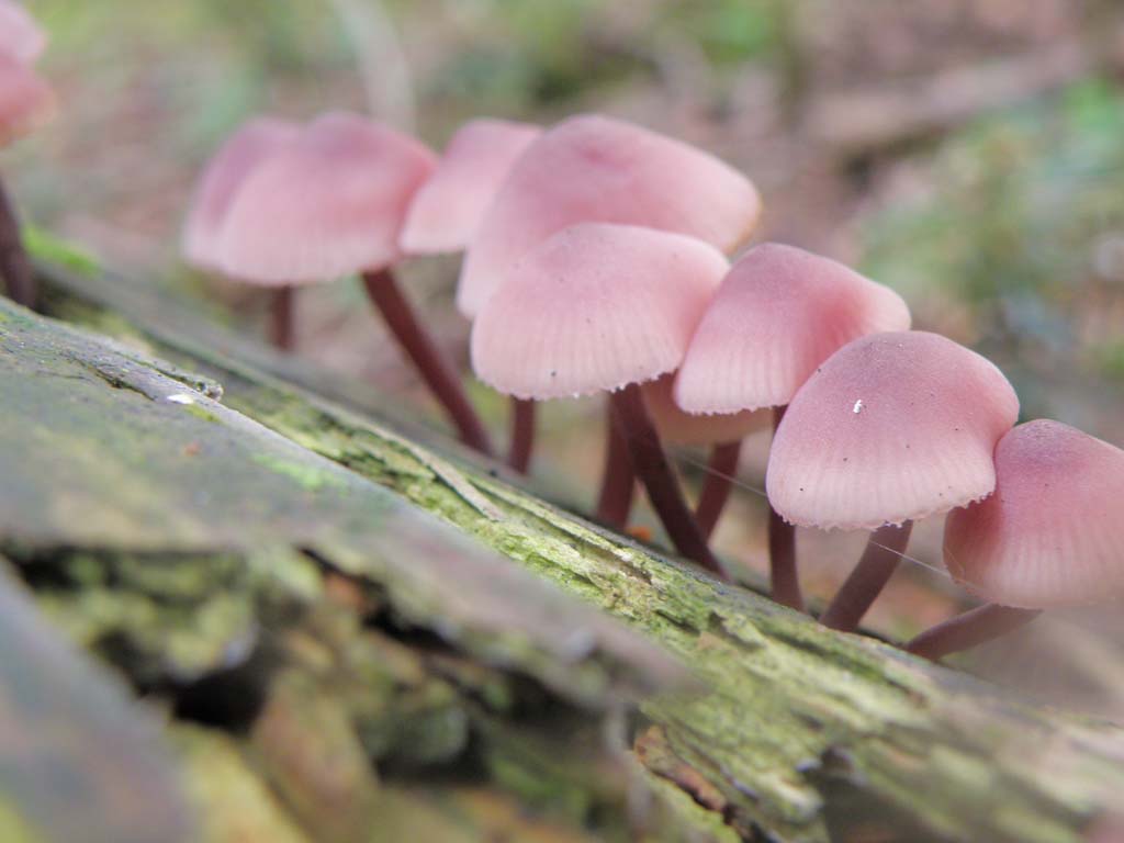 Foresta di Campigna - funghi da determinare